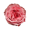 Роза садовая Xflora WILD LOVE PINK  