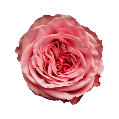 Роза садовая Xflora WILD LOVE PINK  