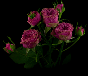 Роза кустовая Xflora Wild moments SP 23 rose Lilac