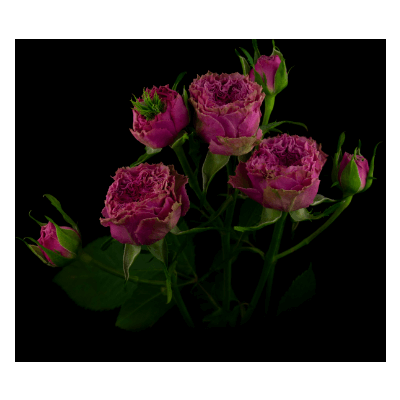 Роза кустовая Xflora Wild moments SP 23 rose Lilac