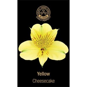 Альстромерия Cheesecake 