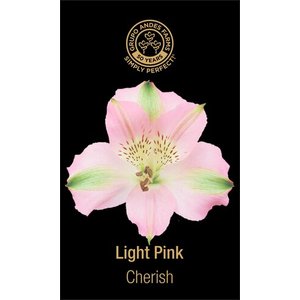 Альстромерия Cherish 