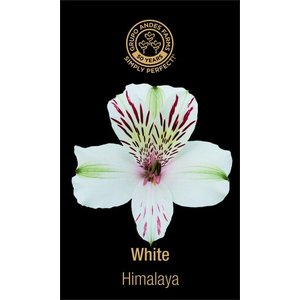 Альстромерия Himalaya 