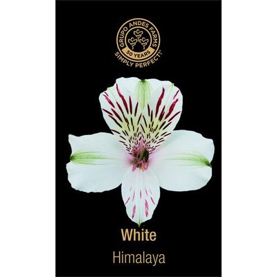 Альстромерия Himalaya 