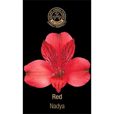 Альстромерия Nadya 