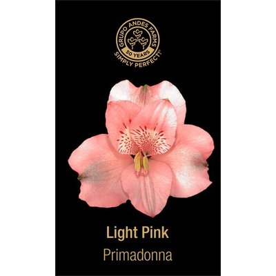 Альстромерия Primadonna 