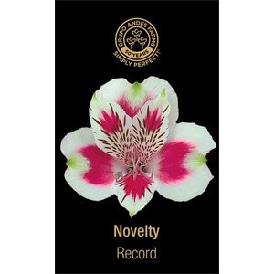 Альстромерия Record 