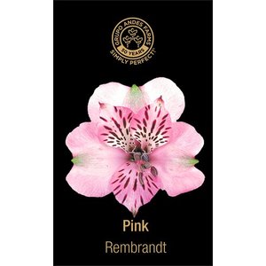 Альстромерия Rembrandt 