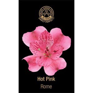 Альстромерия Rome 