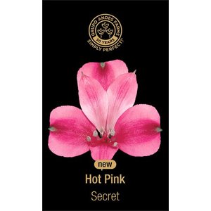 Альстромерия Secret 