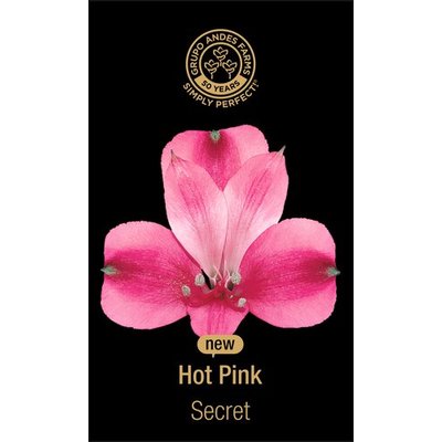 Альстромерия Secret 