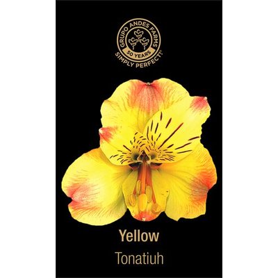 Альстромерия Tonatiuh 
