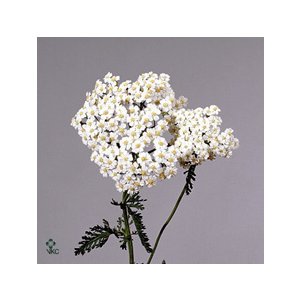 Тысячелистник M White Beauty