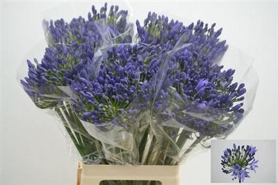 Агапантус Atlantic Ocean