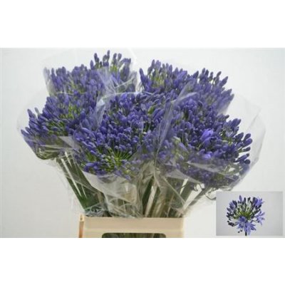 Агапантус Atlantic Ocean