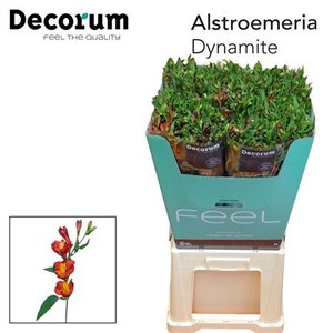 Альстромерия Flor Charm Dynamite 75cm
