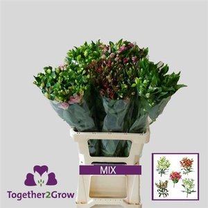 Альстромерия Flor Charm Mix 60cm