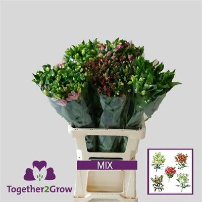 Альстромерия Flor Charm Mix 60cm