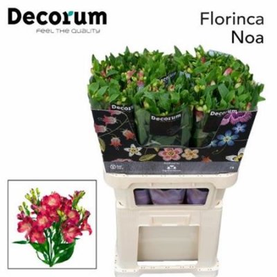 Альстромерия Flor Charm Noa 70cm