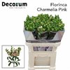 Альстромерия Flor Charm Pink 70cm