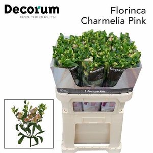 Альстромерия Flor Charm Pink 70cm