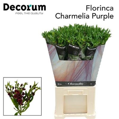 Альстромерия Flor Charm Purple 70cm