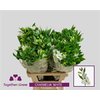 Альстромерия Flor Charm White 60cm