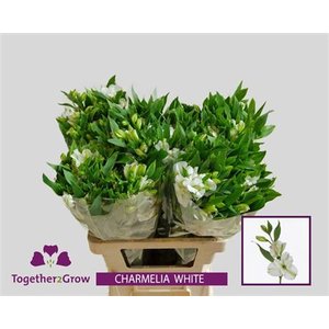 Альстромерия Flor Charm White 60cm