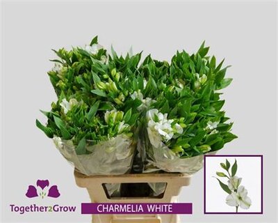 Альстромерия Flor Charm White 60cm