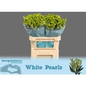 Альстромерия Flor Charm White Pearls