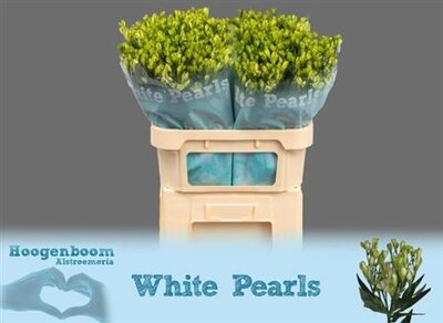 Альстромерия Flor Charm White Pearls