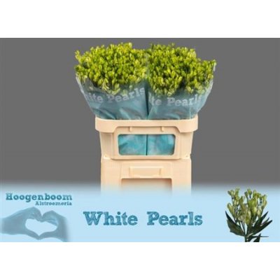 Альстромерия Flor Charm White Pearls