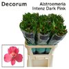 Альстромерия Intenz Dark Pink