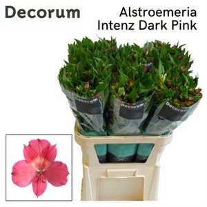 Альстромерия Intenz Dark Pink