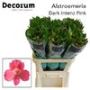 Альстромерия Intenz Dark Pink Decorum