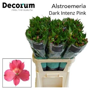 Альстромерия Intenz Dark Pink Decorum