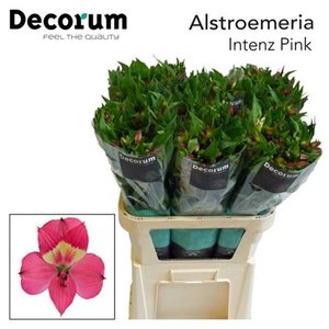 Альстромерия Intenz Pink