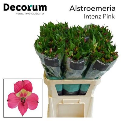 Альстромерия Intenz Pink