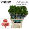 Альстромерия Intenz Salmon Decorum