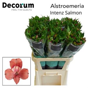 Альстромерия Intenz Salmon Decorum