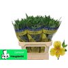 Альстромерия Lemon