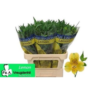 Альстромерия Lemon