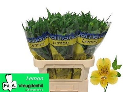 Альстромерия Lemon