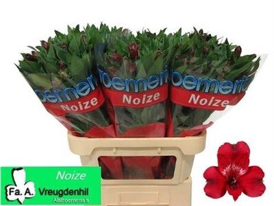 Альстромерия Noize