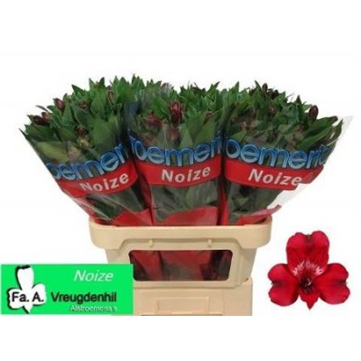 Альстромерия Noize