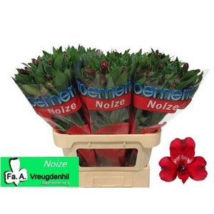 Альстромерия Noize Sup