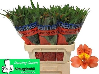 Альстромерия Ov Orange Ex