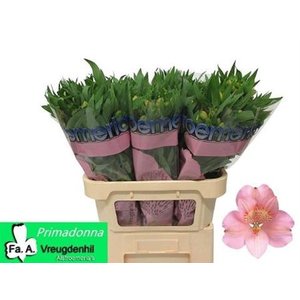 Альстромерия Ov Pink Ex