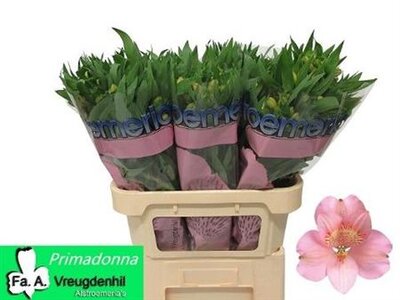 Альстромерия Ov Pink Ex