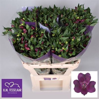 Альстромерия Ov Purple